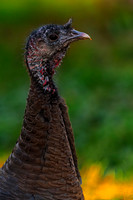 Wildlife & Animals