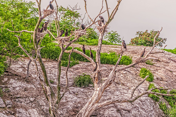 Wildlife & Animals