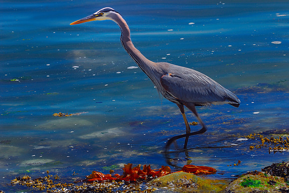 Wildlife & Animals