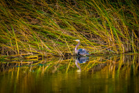 Wildlife & Animals