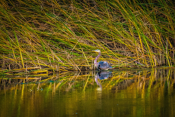 Wildlife & Animals