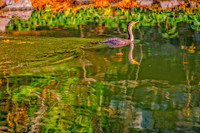 Wildlife & Animals