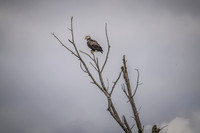 Wildlife & Animals