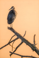 Wildlife & Animals