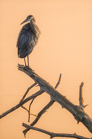 Wildlife & Animals
