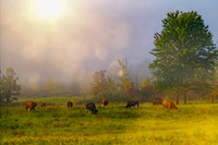 Wildlife & Animals