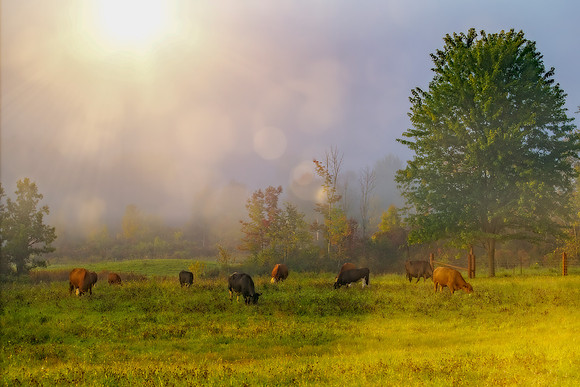 Wildlife & Animals