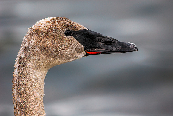 Wildlife & Animals