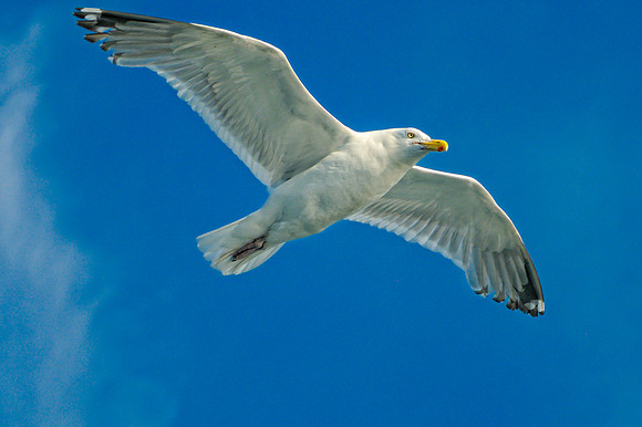 Wildlife & Animals