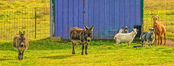 Wildlife & Animals