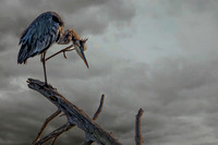 Wildlife & Animals