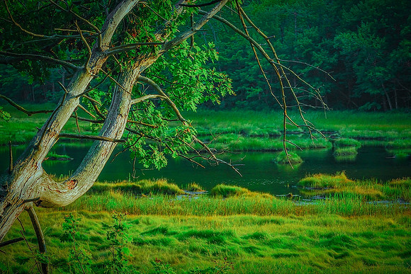 Landscapes