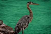 Wildlife & Animals