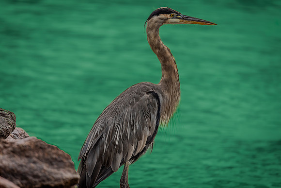Wildlife & Animals