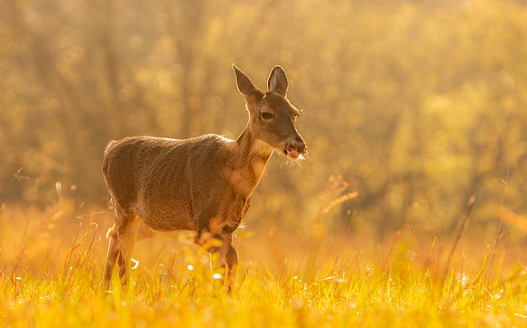 Wildlife & Animals