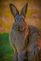 Wildlife & Animals