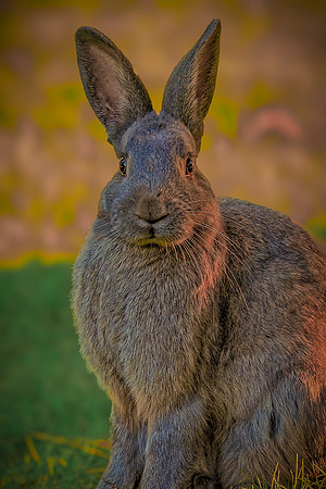 Wildlife & Animals