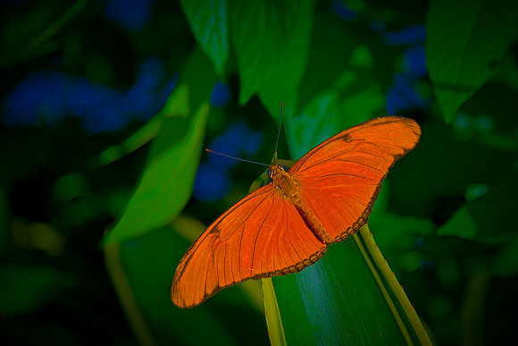 Wildlife & Animals