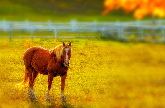 Wildlife & Animals