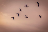 Wildlife & Animals