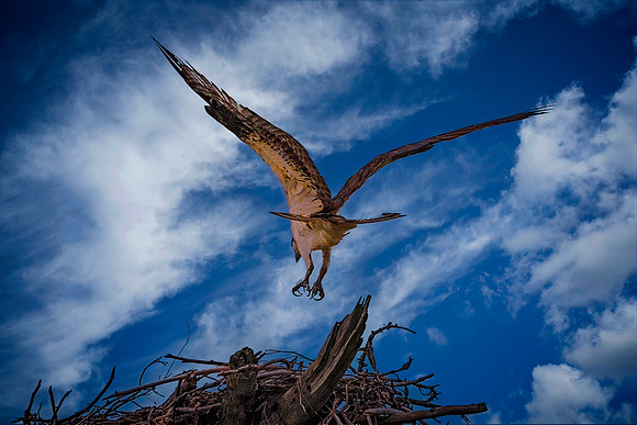 Wildlife & Animals