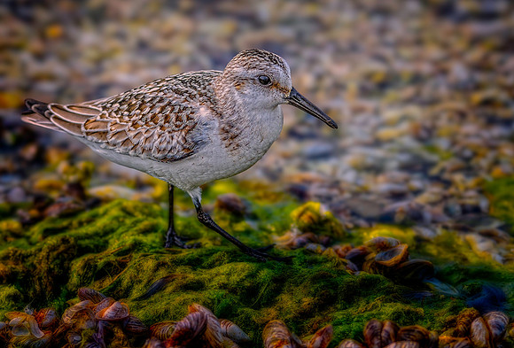 Wildlife & Animals