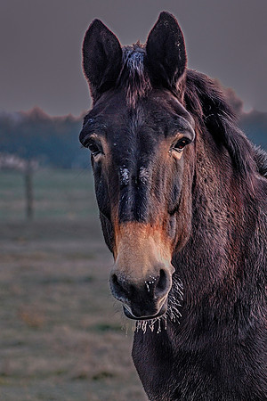 Wildlife & Animals