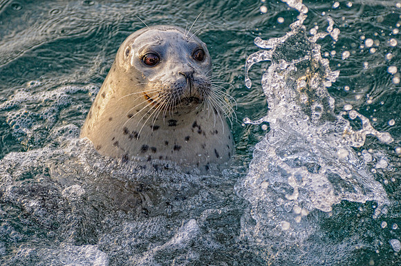 Wildlife & Animals