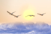 Wildlife & Animals