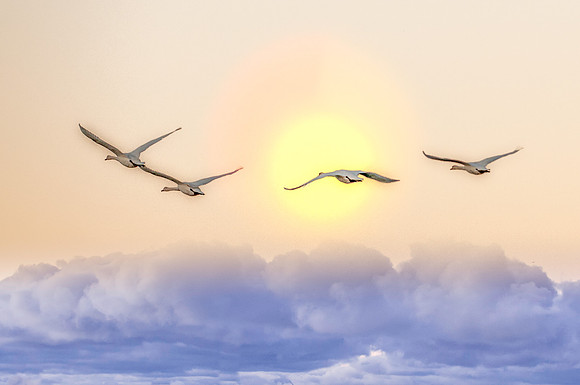 Wildlife & Animals