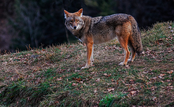 Wildlife & Animals