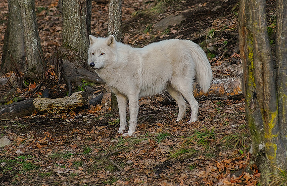 Wildlife & Animals