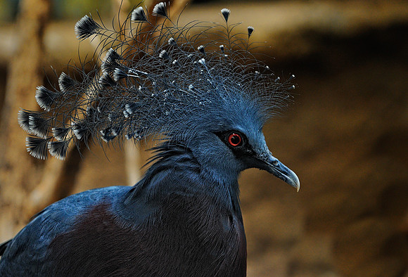 Wildlife & Animals