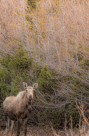Wildlife & Animals
