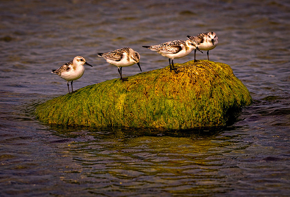 Wildlife & Animals