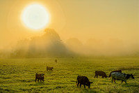 Wildlife & Animals