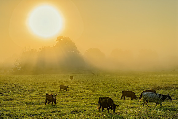Wildlife & Animals