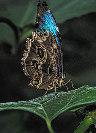 Wildlife & Animals
