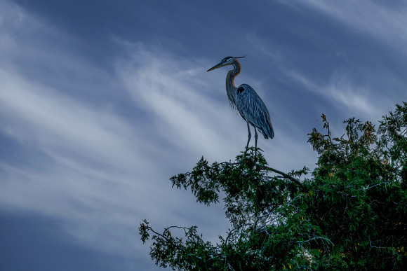 Wildlife & Animals