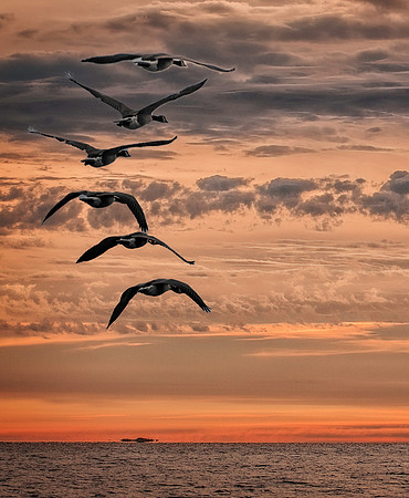 Wildlife & Animals